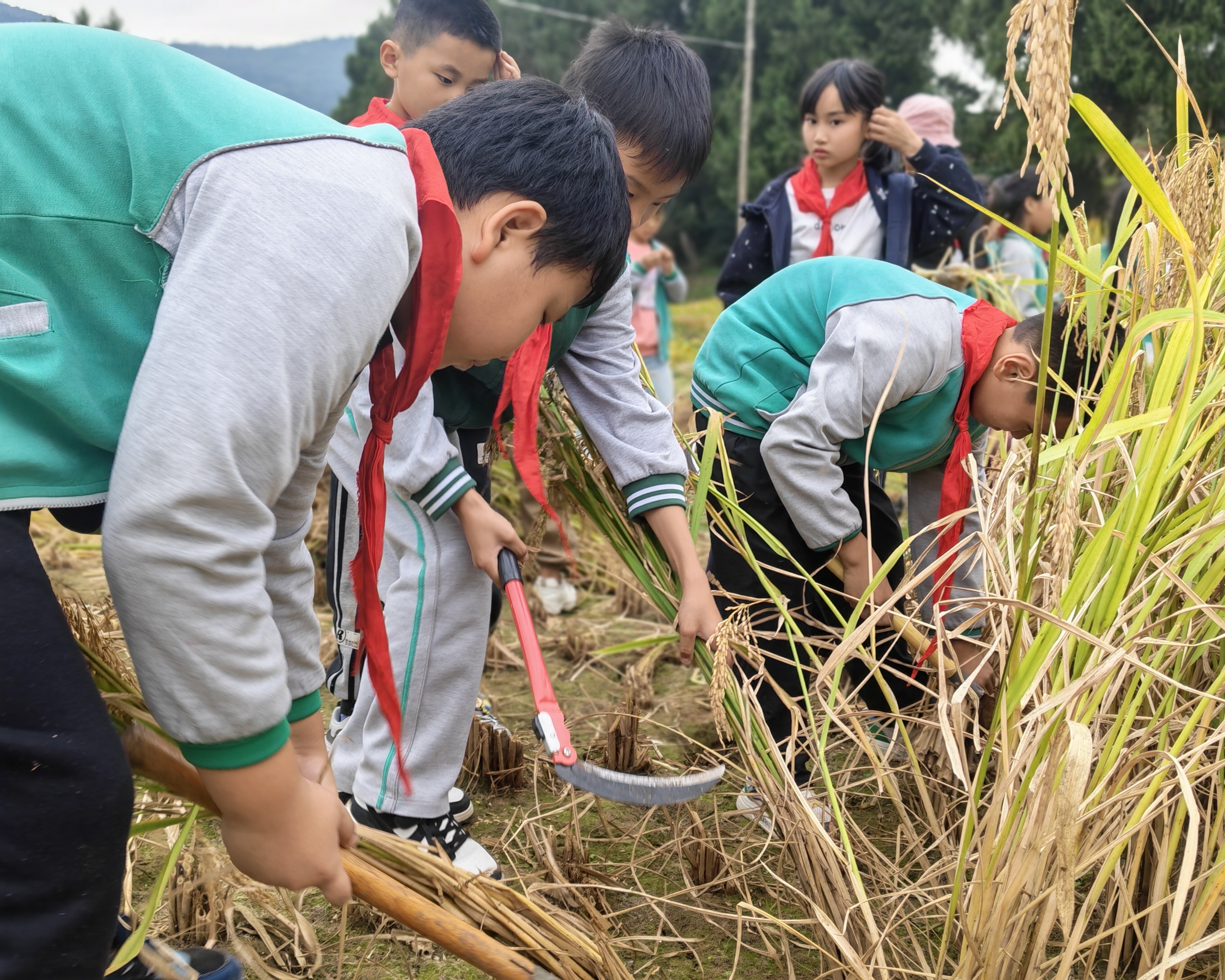 剑阁县柘坝小学校：稻浪金黄秋收忙 劳动实践助成长