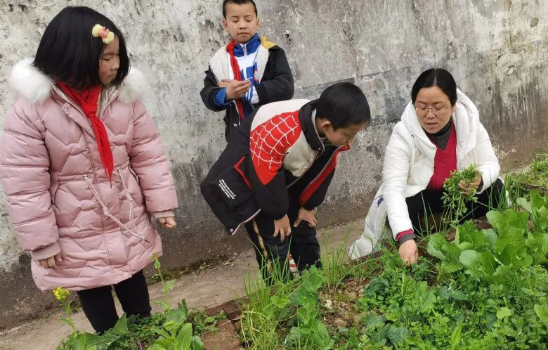 邻水县石滓镇柳塘中心小学:种菜养花,体验劳动的乐趣