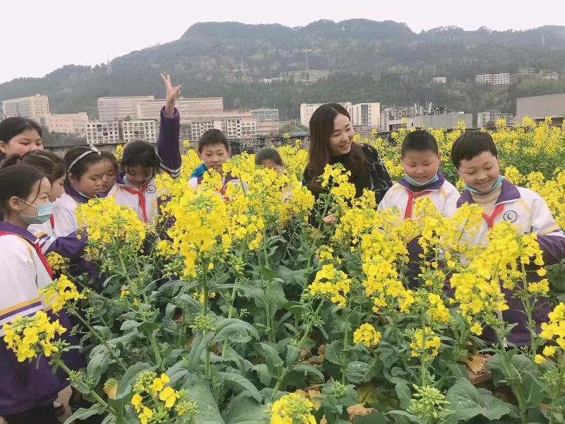 巴中市通江县第六小学：油菜种植园“火”了