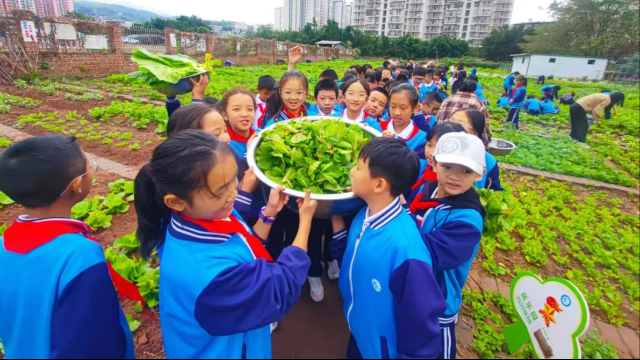 西昌市第四小学:从菜畦到餐桌的成长课