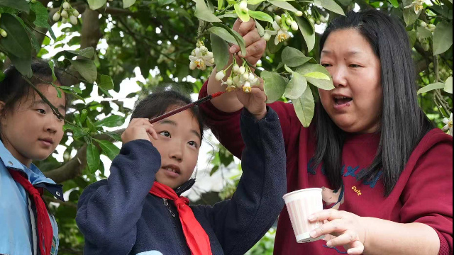 合江县真龙镇中心校:课堂搬进家乡柚林,劳动教育花香四溢