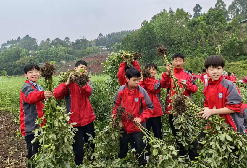 乐山市沙湾区绥山中学组织师生采摘胡豆,在劳动中感受“粒粒皆辛苦”
