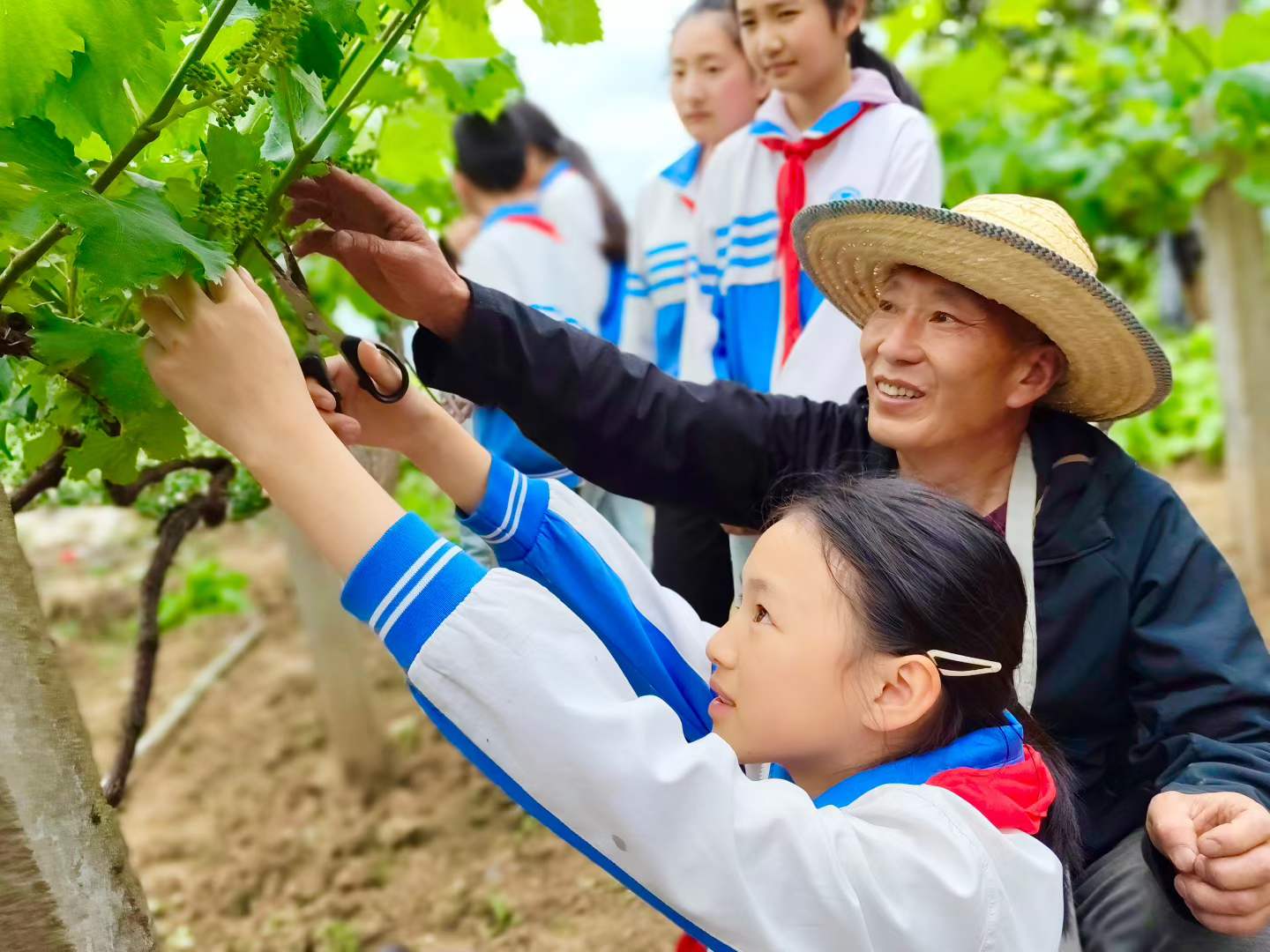 通江民胜小学:葡萄园里“修”劳动课