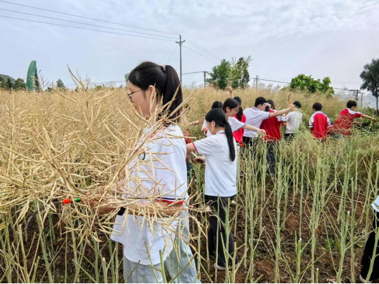 风吹菜籽香,颗粒尽归仓,平昌县信义小学开展油菜籽收割劳动实践活动