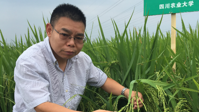 潜心攻坚护粮安，川农大科学家揭示作物与病原菌的“暗战”