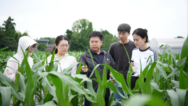 川农大科学家两项研究成果破解玉米氮素高效利用难题