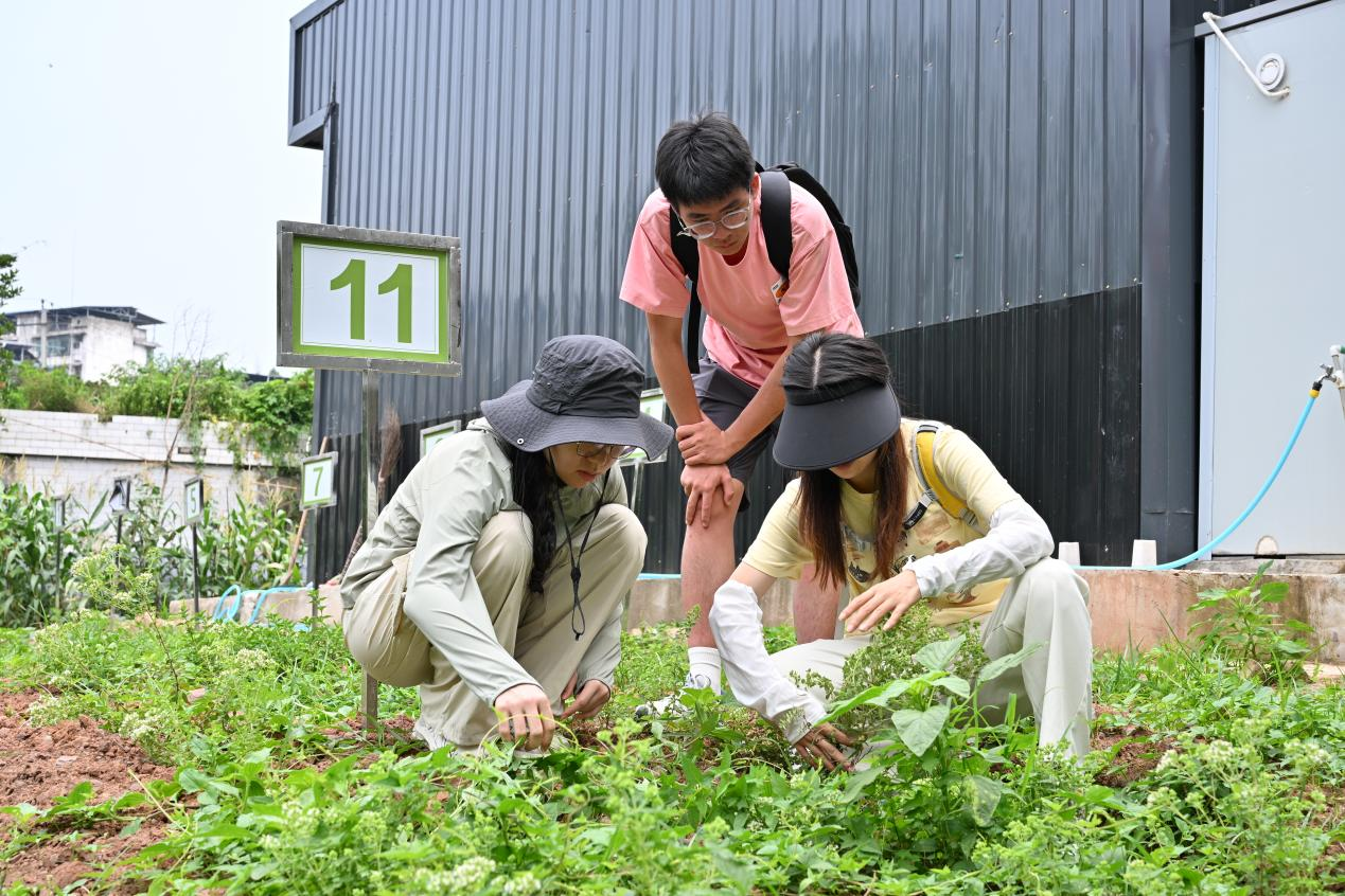川农大园艺学子走进西充,探访香薷产业发展之路