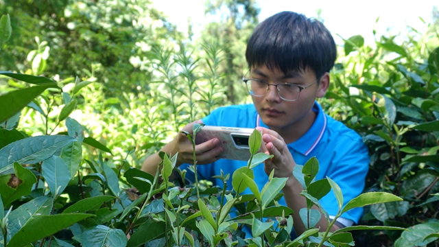为茶园做“体检”,四川铁道职业学院“智影护农”实践团队奔赴乡村振兴一线