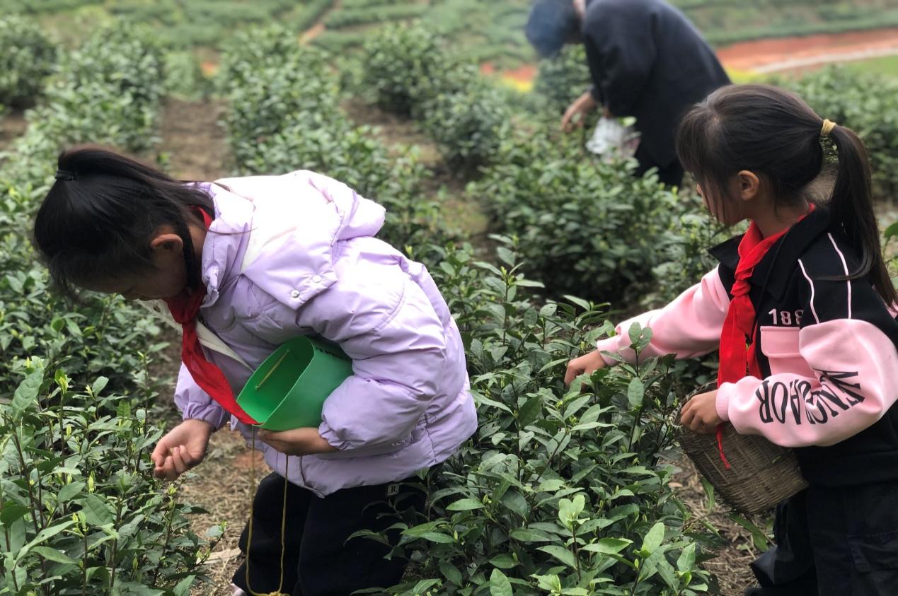 乐山市沙湾区碧山学校开展采茶实践活动