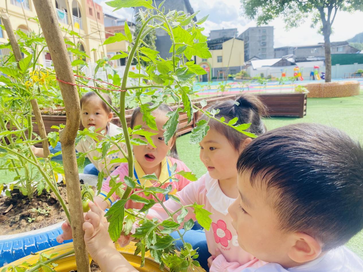 通江县诺水河镇中心幼儿园:“菜园子”里的劳动课
