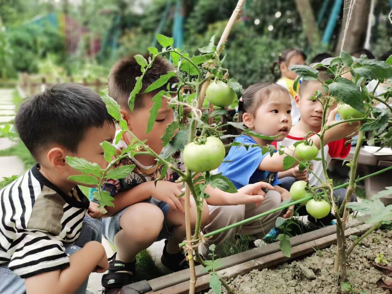 成都市武侯区第八幼儿园：探索种植奥妙，体验劳动乐趣