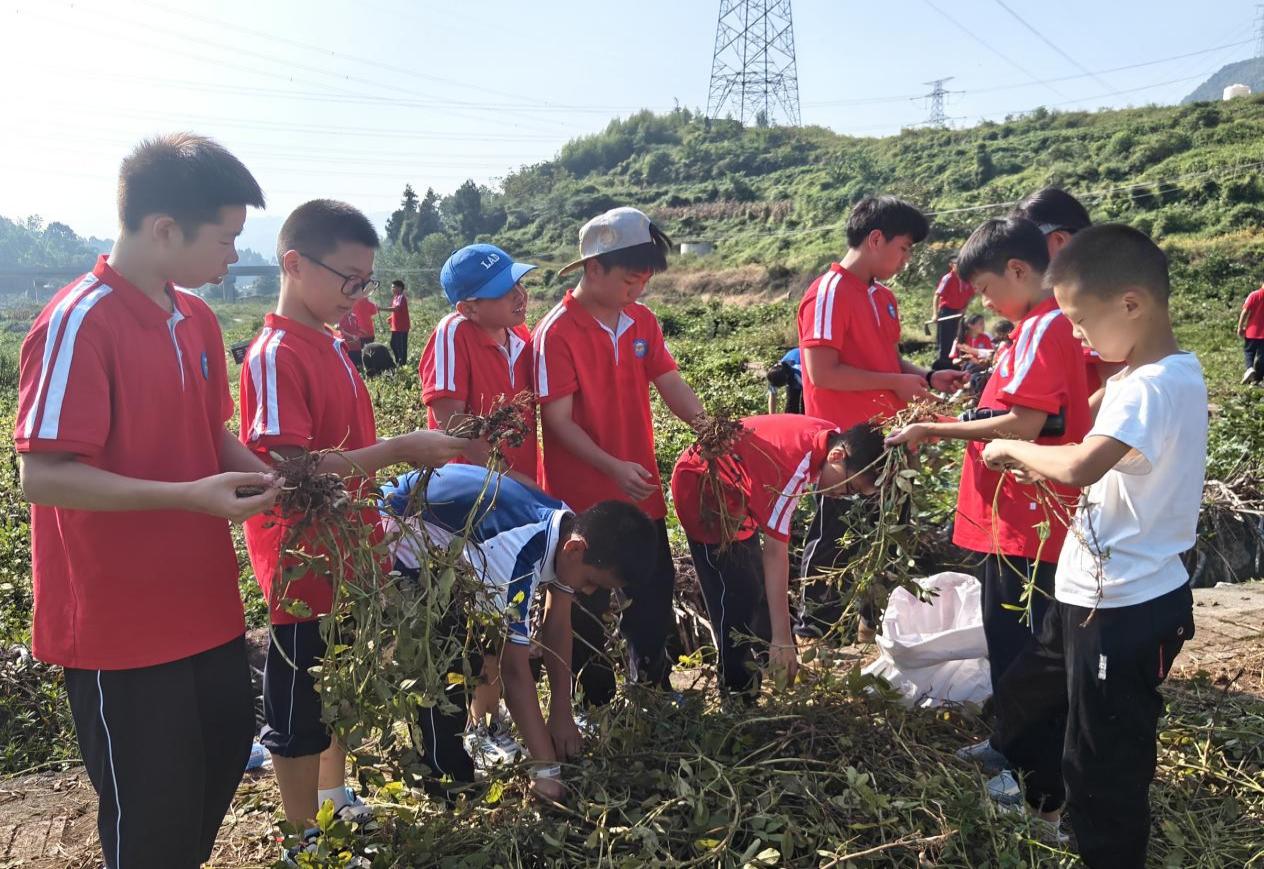 从田间到课堂,乐山市沙湾区绥山中学举行“秋日丰收节”劳动实践活动