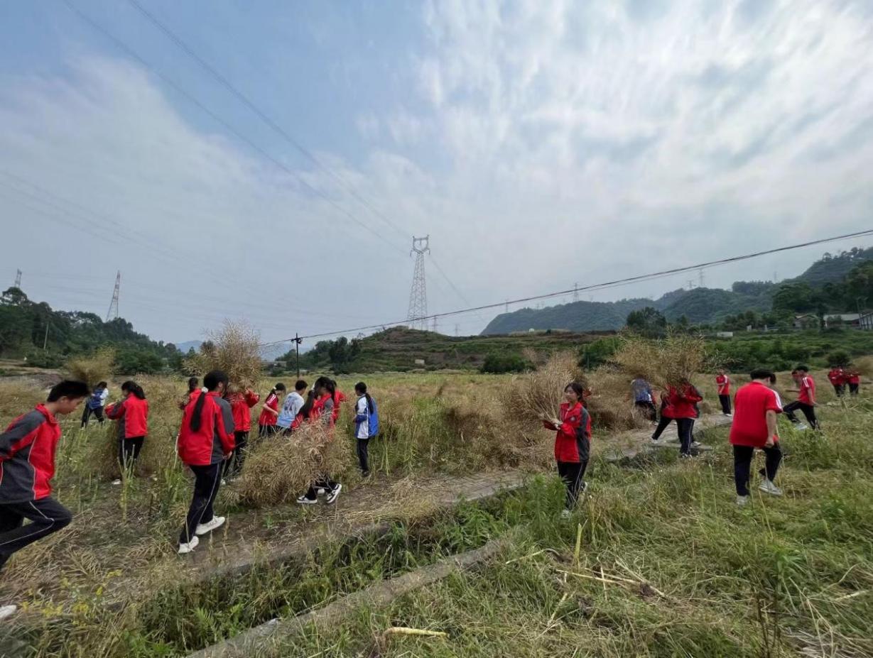 乐山市沙湾区绥山中学开展收割油菜劳动实践活动