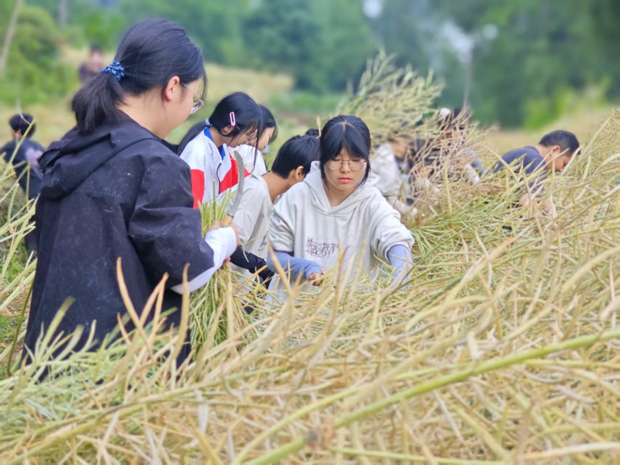 通江县广纳中学：成立“夏收助农队”，把劳动课上到田间地头