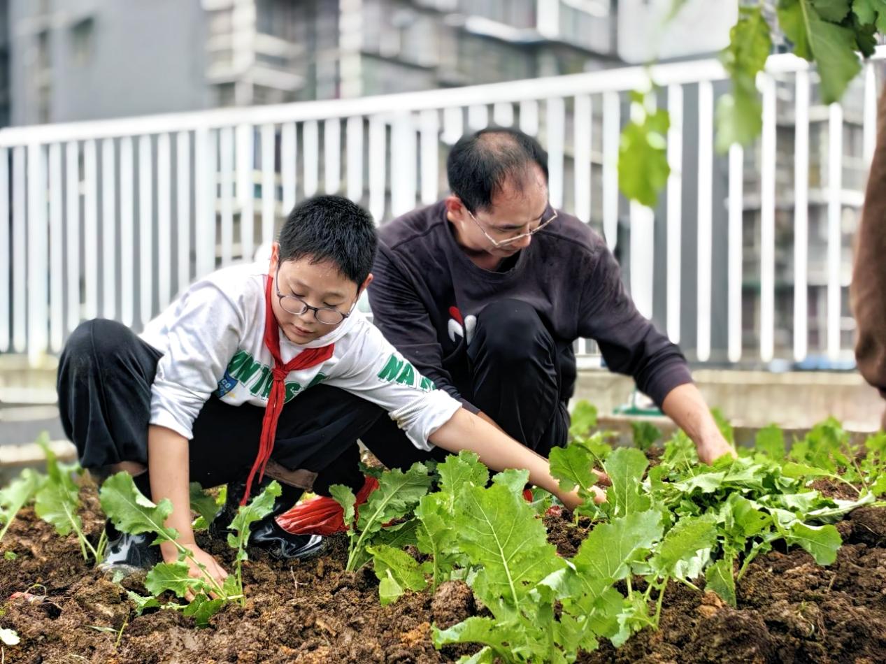 眉山市彭山区鹏利小学:在“空中菜园”共享亲子劳动之趣