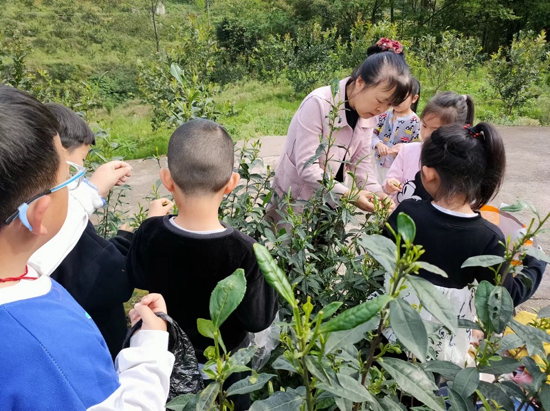 沙湾区牛石镇学校开展采茶制茶实践活动