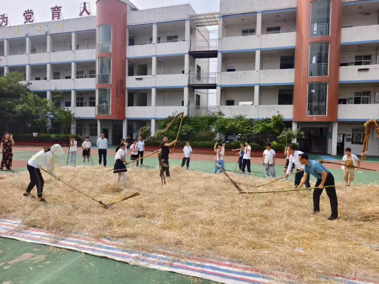 巴中市巴州区清江镇中心小学校开展打菜籽劳动实践活动