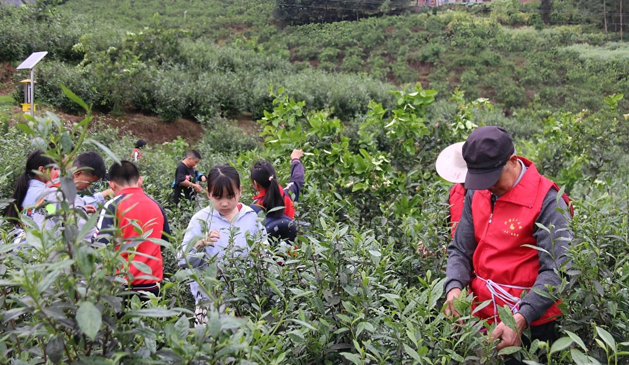 乐山市沙湾区牛石镇学校组织师生开展采茶研学实践活动