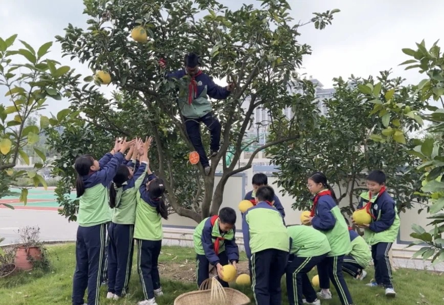 荣县旭阳镇梧桐树小学:创新劳动教育,培养学生综合实践能力