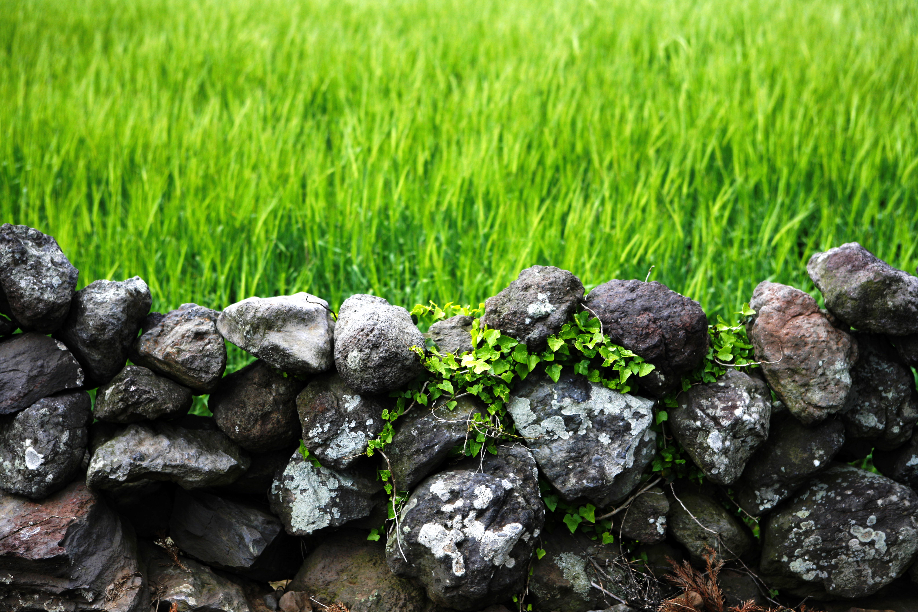 012 Gapado(Island) Barley 2.JPG