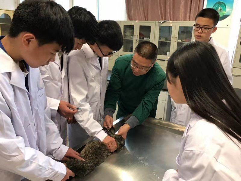 小河职中畜牧兽医专业学科带头人周涛正在教授家兔防疫技能.jpg