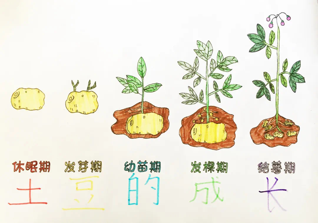 马2.png