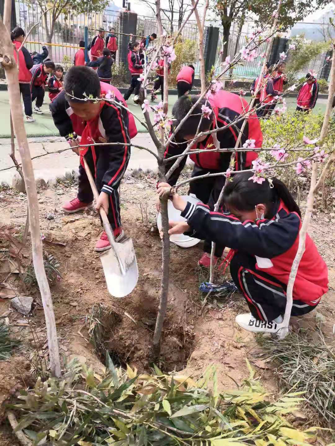 羊木镇小学学生植树.jpg 羊木镇小学学生植树.jpg