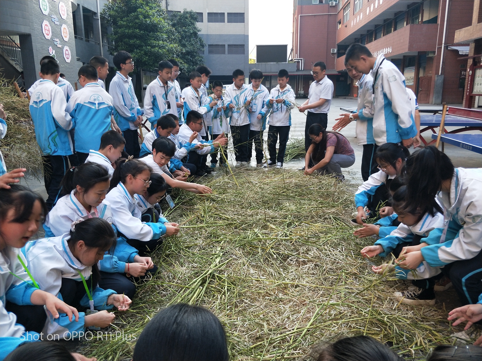 通江县涪阳中学:学生热火朝天打油菜,劳动教育迎来丰收季
