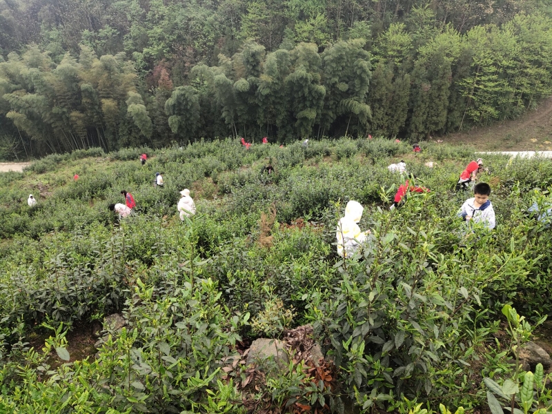 乐山市沙湾区铜茨学校开展采茶实践活动