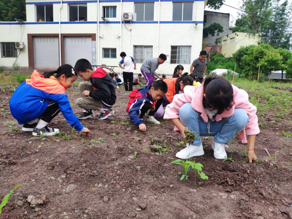 沙湾区碧山学校:走进劳动基地 体验劳动快乐