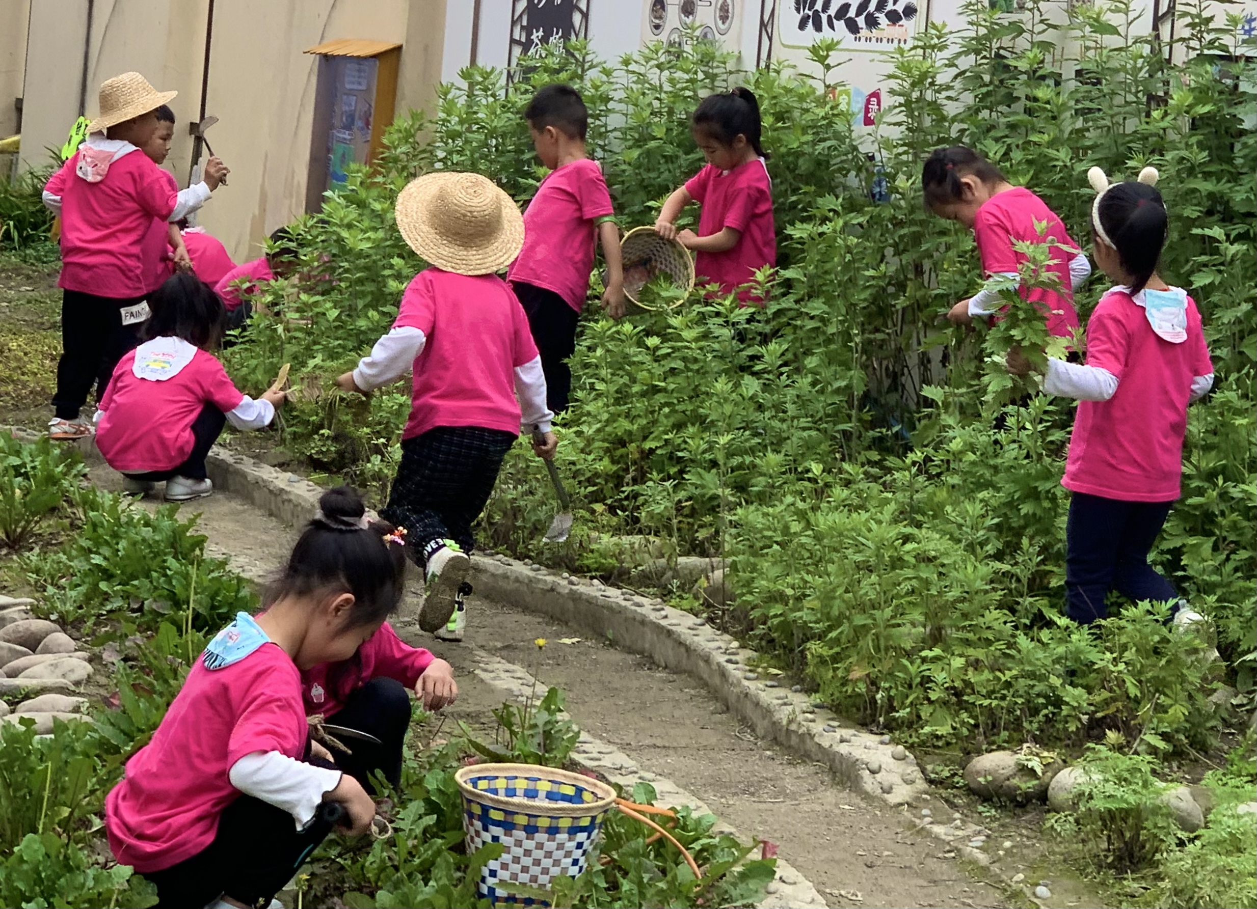 “百草园”育“小药农” 耕读中传承文化