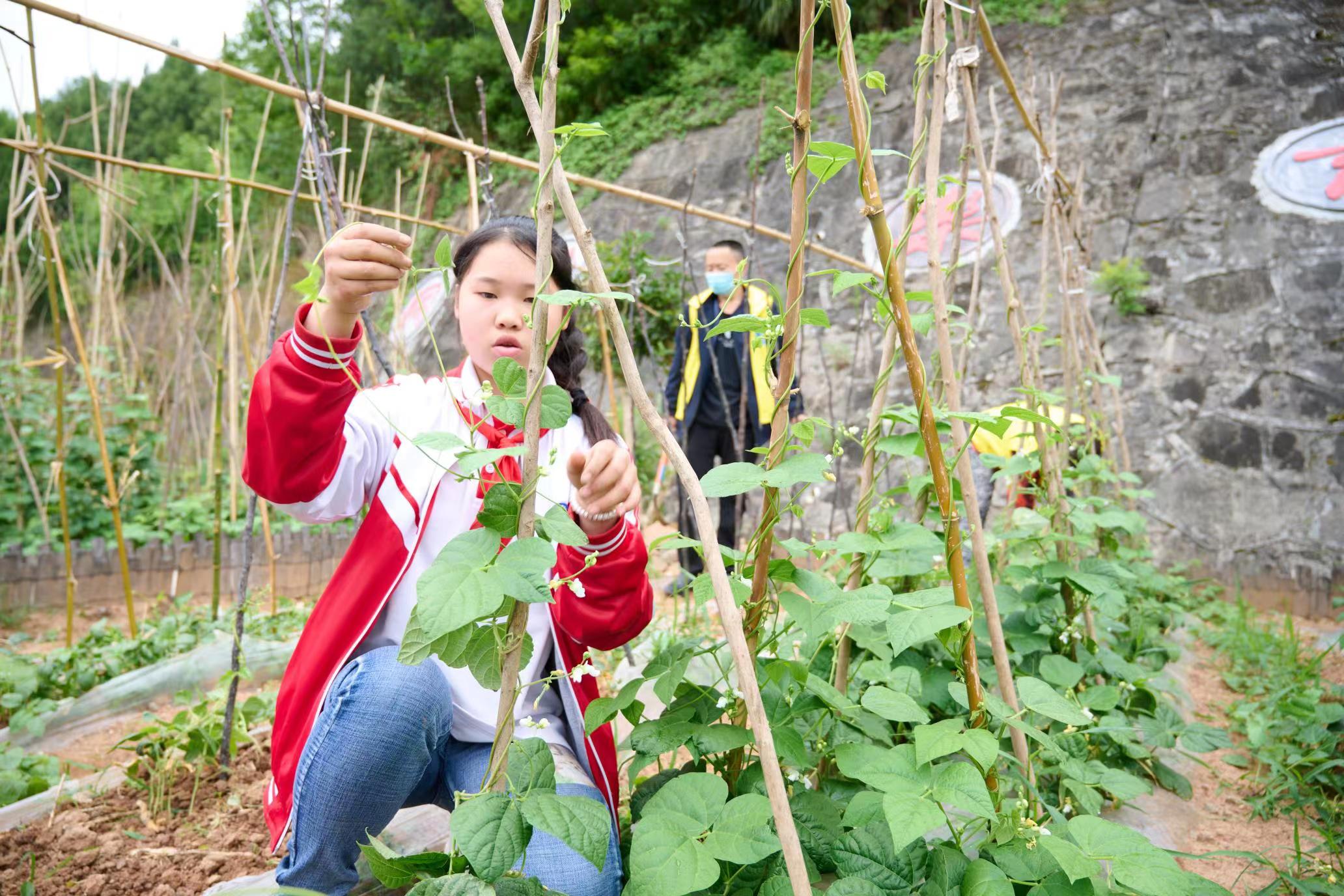 在劳动中感受美好,苍溪县五龙学区学校因地制宜开展劳动教育