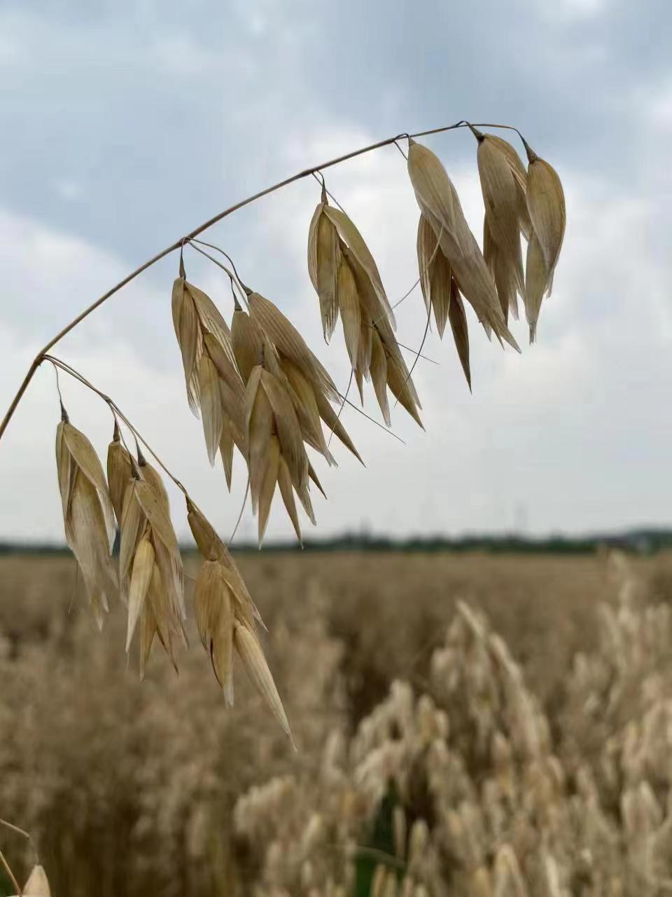 燕麦研究里程碑式突破!川农大解码裸燕麦“中国芯”