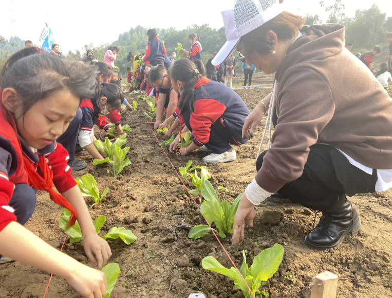 沙湾区凤凰学校:把课堂“搬”到田间地头