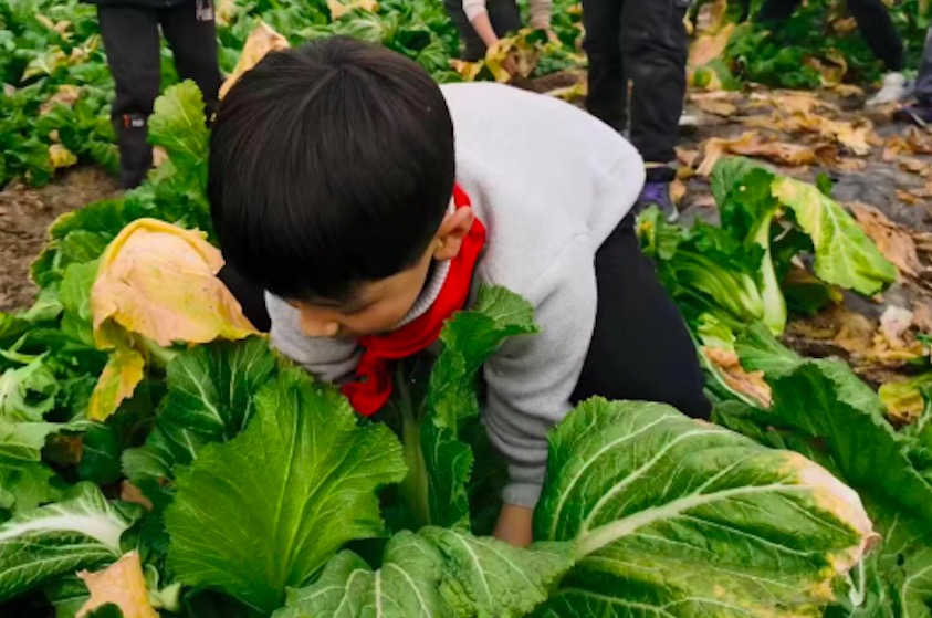 广汉市金鱼第二小学:“幸福农庄”喜获丰收