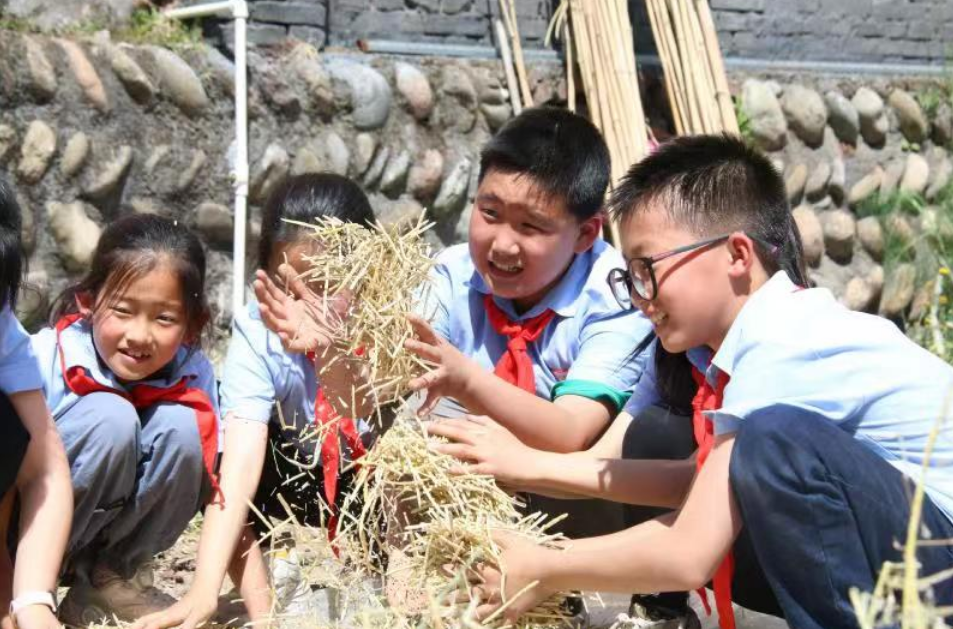 旺苍县佰章小学劳动实践基地喜迎油菜丰收