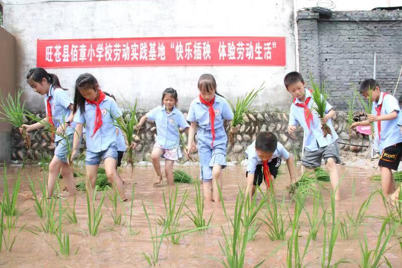 旺苍县佰章小学校开展快乐插秧活动