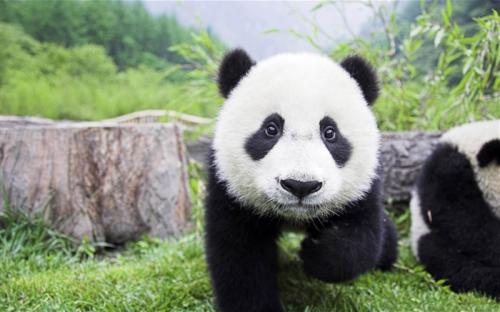 2018两岸学生大熊猫保育实习体验营在川开营